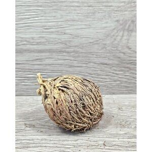 Rose Of Jericho Resurrection Flower Plant Blessing Spirituality Herbs Therapy